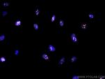 KI67 Antibody in Immunocytochemistry (ICC/IF)