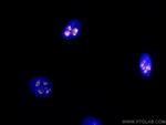 KI67 Antibody in Immunocytochemistry (ICC/IF)