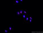 B23/NPM1 Antibody in Immunocytochemistry (ICC/IF)