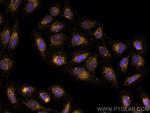 IFITM2/3 Antibody in Immunocytochemistry (ICC/IF)
