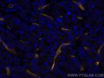 CD146/MCAM Antibody in Immunohistochemistry (Paraffin) (IHC (P))