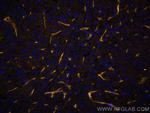 CD146/MCAM Antibody in Immunohistochemistry (Paraffin) (IHC (P))