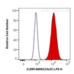 CALD1 Antibody in Flow Cytometry (Flow)