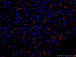 KRAP/SSFA2 Antibody in Immunohistochemistry (PFA fixed) (IHC (PFA))