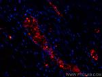 Hemoglobin Alpha Antibody in Immunohistochemistry (PFA fixed) (IHC (PFA))