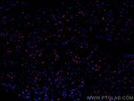 SF3B3 Antibody in Immunohistochemistry (PFA fixed) (IHC (PFA))