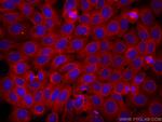 STOML2 Antibody in Immunocytochemistry (ICC/IF)