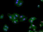 B23/NPM1 Antibody in Immunocytochemistry (ICC/IF)