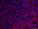 CD3 Antibody in Immunohistochemistry (PFA fixed) (IHC (PFA))