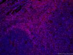 CD3 Antibody in Immunohistochemistry (PFA fixed) (IHC (PFA))