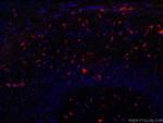 GFAP Antibody in Immunohistochemistry (PFA fixed) (IHC (PFA))