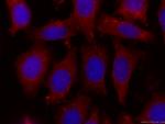COTL1 Antibody in Immunocytochemistry (ICC/IF)