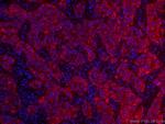 TNF alpha Antibody in Immunohistochemistry (PFA fixed) (IHC (PFA))