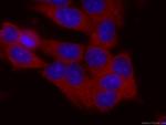 DBC1 Antibody in Immunocytochemistry (ICC/IF)