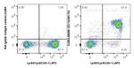 CD11b Antibody in Flow Cytometry (Flow)