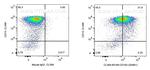 CD163 Antibody in Flow Cytometry (Flow)