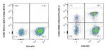 CD8 Antibody in Flow Cytometry (Flow)