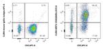 CD26 Antibody in Flow Cytometry (Flow)