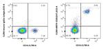 CD20 Antibody in Flow Cytometry (Flow)