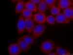 PA2G4 Antibody in Immunocytochemistry (ICC/IF)