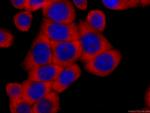 RACGAP1 Antibody in Immunocytochemistry (ICC/IF)
