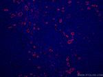 CD31 Antibody in Immunohistochemistry (PFA fixed) (IHC (PFA))