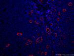CD31 Antibody in Immunohistochemistry (PFA fixed) (IHC (PFA))