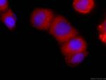 EPLIN Antibody in Immunocytochemistry (ICC/IF)