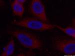 Caspase 8/p43/p18 Antibody in Immunocytochemistry (ICC/IF)