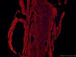 ACTC1-specific Antibody in Immunohistochemistry (PFA fixed) (IHC (PFA))