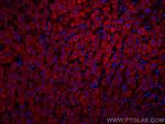 Complement factor B Antibody in Immunohistochemistry (PFA fixed) (IHC (PFA))