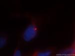 acetylated Tubulin(Lys40) Antibody in Immunocytochemistry (ICC/IF)