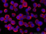 JNK Antibody in Immunocytochemistry (ICC/IF)