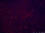 CD43 Antibody in Immunohistochemistry (PFA fixed) (IHC (PFA))