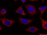 CHCHD2 Antibody in Immunocytochemistry (ICC/IF)