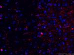Glutamine synthetase Antibody in Immunohistochemistry (PFA fixed) (IHC (PFA))