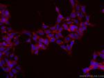 ASNA1 Antibody in Immunocytochemistry (ICC/IF)