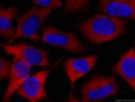 CAPRIN1 Antibody in Immunocytochemistry (ICC/IF)