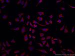 CAPRIN1 Antibody in Immunocytochemistry (ICC/IF)