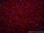 BRE Antibody in Immunohistochemistry (PFA fixed) (IHC (PFA))