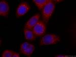 ERp72 Antibody in Immunocytochemistry (ICC/IF)