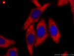 Caspase 3/p17/p19 Antibody in Immunocytochemistry (ICC/IF)