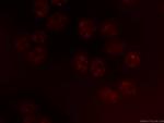 CCAR2 Antibody in Immunocytochemistry (ICC/IF)