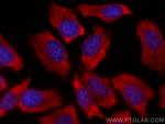 MDH1 Antibody in Immunocytochemistry (ICC/IF)