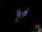 HuR Antibody in Immunocytochemistry (ICC/IF)