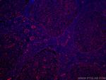CD151 Antibody in Immunohistochemistry (PFA fixed) (IHC (PFA))