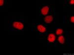 KAP1 Antibody in Immunocytochemistry (ICC/IF)