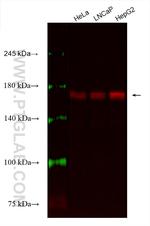 BAG6 Antibody in Western Blot (WB)