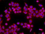 HSPH1 Antibody in Immunocytochemistry (ICC/IF)