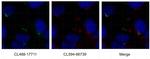ARL13B Antibody in Immunocytochemistry (ICC/IF)